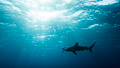 Oceanic whitetip shark silhouette
