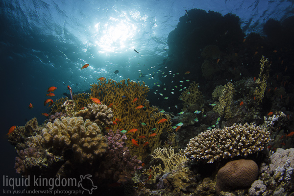 Red Sea VIII