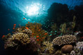 Red Sea VIII