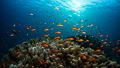Red Sea IV