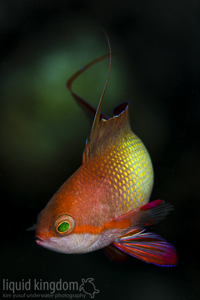male jewel fairy basslet