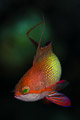 male jewel fairy basslet