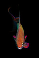 male jewel fairy basslet