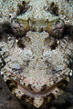 Tentacled flathead