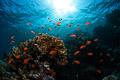 Red Sea V