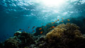 Red Sea VI
