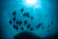 rays