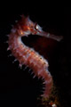 Thorny seahorse