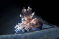 Harlequin shrimp portrait