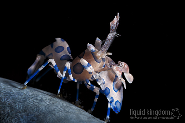 Harlequin shrimp portrait
