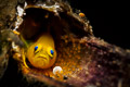 yellow clown goby with eggs