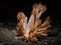 Mimic nudibranch Phyllodesmium rudmani