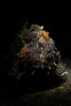 Painted frogfish