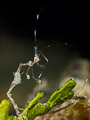 Skeleton shrimp