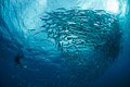 Baracudas and diver